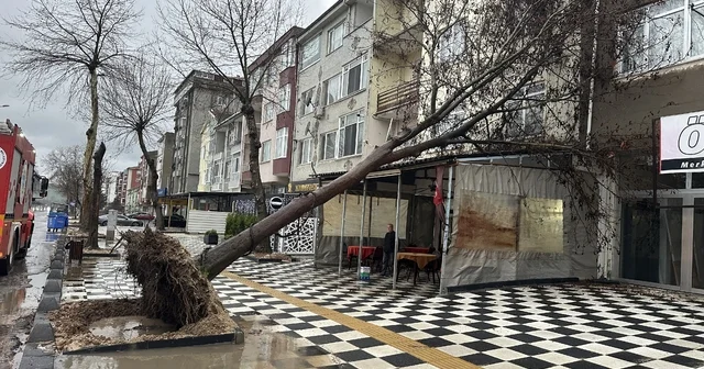 Muratlı da ağaç kahvehanenin çatısına devrildi Tekirdağ Haberleri