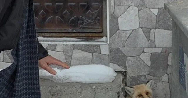 Yaralı tilkiye Başkan Demir sahip çıktı Ardahan Haberleri