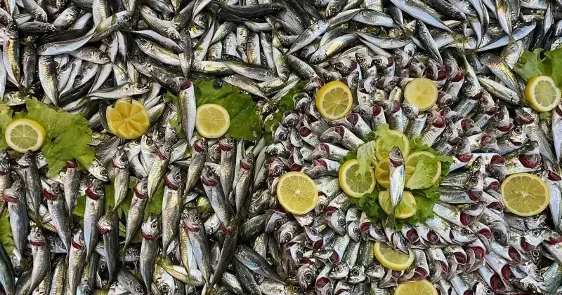 Balık tezgahlarında hamsi yok, vatandaş diğer balıklara yöneldi Bolu Haberleri