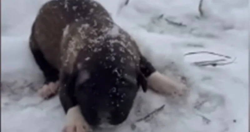 Başsavcı, köpeğe eziyet görüntülerine soruşturma açtı: Kangal yavrusunu kar üstünde bekleten kişi tutuklandı