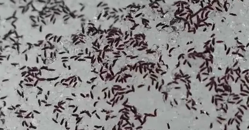 Bembeyaz kar bir andak karardı: Görenler is sanmıştı, toprağın altından milyonlarcası fırladı Sözcü Gazetesi