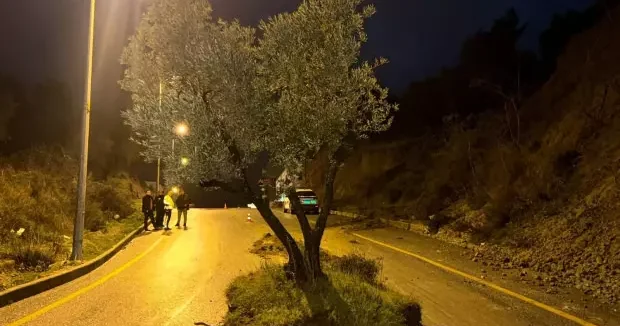 Aydın haberleri Bir gecede yolun ortasında belirdi! Aydın da zeytin ağacı yolu ikiye böldü 02 Şubat 2026