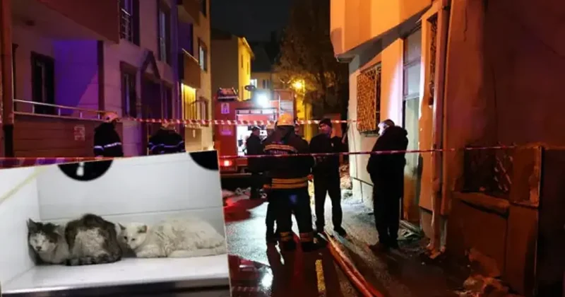 Evde yangın çıktı, 26 kedi öldü