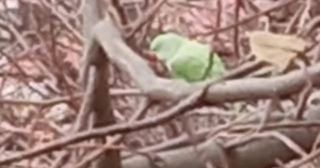 Evden kaçan papağan 2,5 yıldır doğada yaşıyor Denizli Haberleri