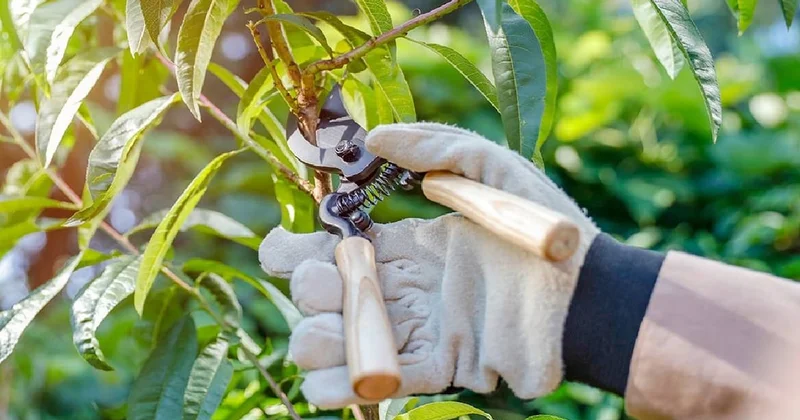 Bahar gelmeden mutlaka budayın: Rekor hasat veriyor Sözcü Gazetesi