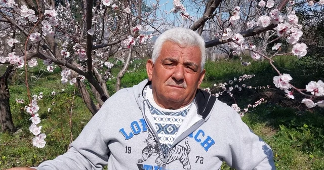 Mut ta kayısı ağaçları adeta gelinliğe büründü Mersin Haberleri