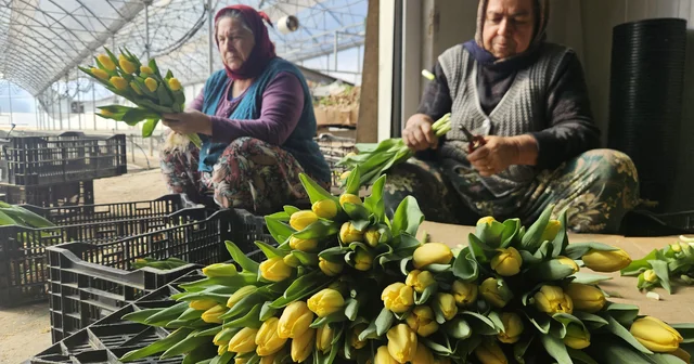 Kadınlar Günü ne özel suda lale üretimi Antalya Haberleri