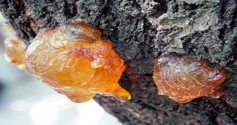 Finlandiya bilim insanlarının yeşil altını : Geleceğin hammaddesi fosil yakıtlara %76 daha güçlü rakip