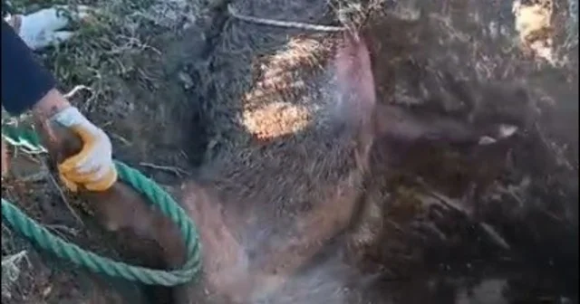 Düştüğü çukurda mahsur kalan yaban domuzunu vatandaşlar kurtardı İzmir Haberleri