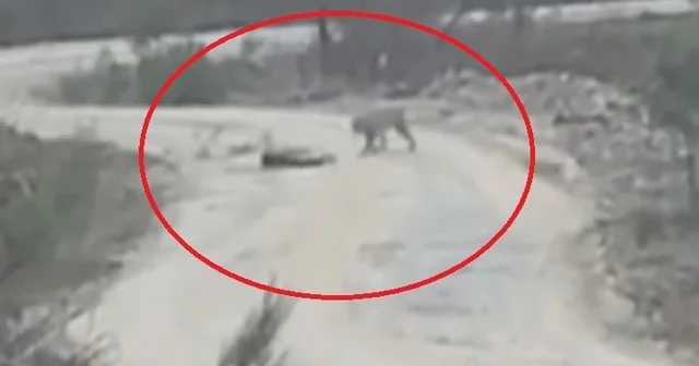 Vaşak, yaralı karacayı yerken görüntülendi Amasya Haberleri