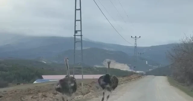 Köy yolunda koşan deve kuşları kameraya yansıdı Karabük Haberleri
