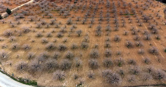 Metrekareye 413 kilogram yağış düşen Gaziantep te yeşil altın için yüksek rekolte beklentisi Gaziantep Haberleri