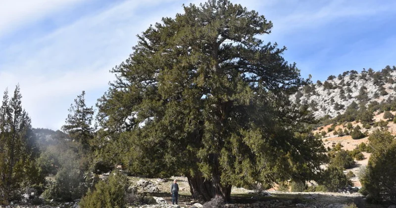 Karaman da 1931 yaşındaki anıt ağaç asırlara meydan okuyor