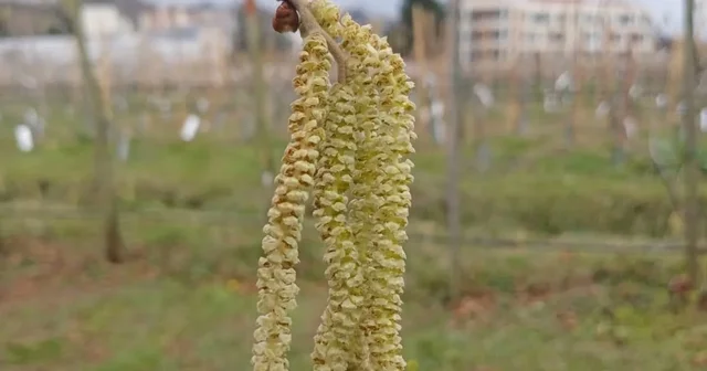 Fındıkta kozalak akarı verim kaybına yol açıyor Giresun Haberleri