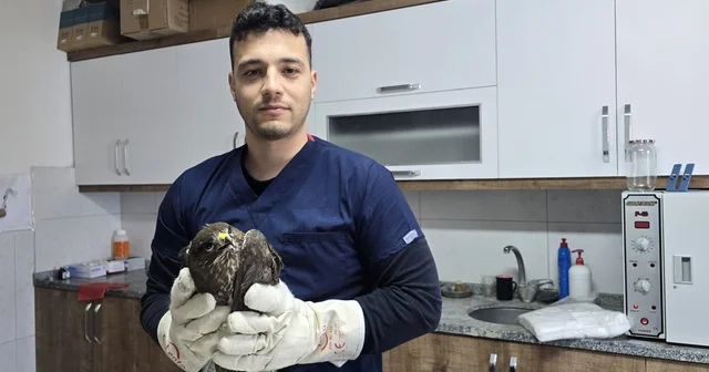 Seydikemer de yaralı şahin tedavi altına alındı Muğla Haberleri