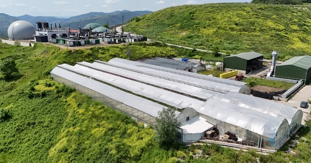 Samsun da çöpten elde edilen ısıyla seralarda çiçek üretiliyor Samsun Haberleri
