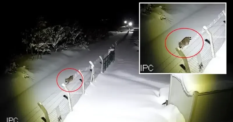 Ordu’da nesli tükenmekte olan vaşak görüntülendi Ordu Haberleri