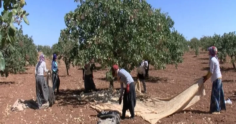 Yeşil altın hasadı başlıyor: 120 bin ton rekolte bekleniyor Sözcü Gazetesi