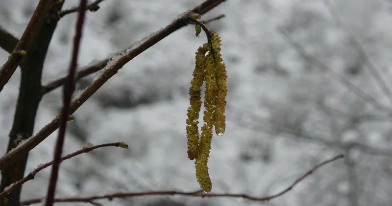 Fındıkta zirai don tehlikesi sürüyor...TZOB Yönetim Kurulu Üyesi Arslan Soydan: Şubat ayı sonunda yağan kar tehlike arz etmese de süreç ve risk devam ediyor Alışveriş Haberleri