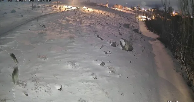 Niğde de aç kalan kurtlar köye indi Niğde Haberleri