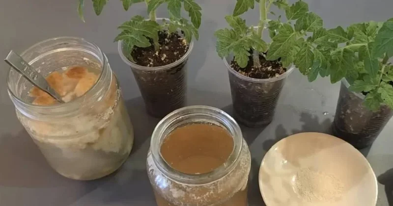 Bahar gelmeden fideleri coşacak: Ev yapımı gübre ile hasat 2 katına çıkıyor Sözcü Gazetesi