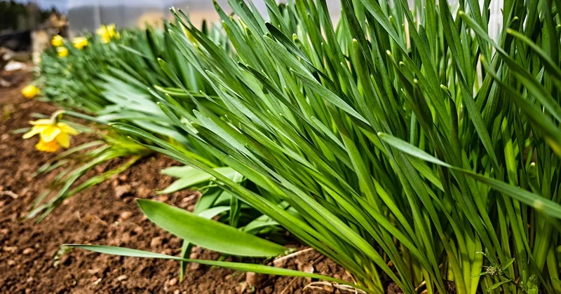 Bahçesine eken sürekli para kazanıyor: 50 yıl durmadan hasat veriyor Sözcü Gazetesi