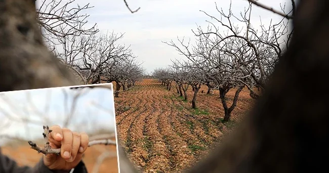 Bölgede yeşil altın olarak anılıyor: Tam 120 bin ton bekleniyor! 2026 yılı bereketli olacak
