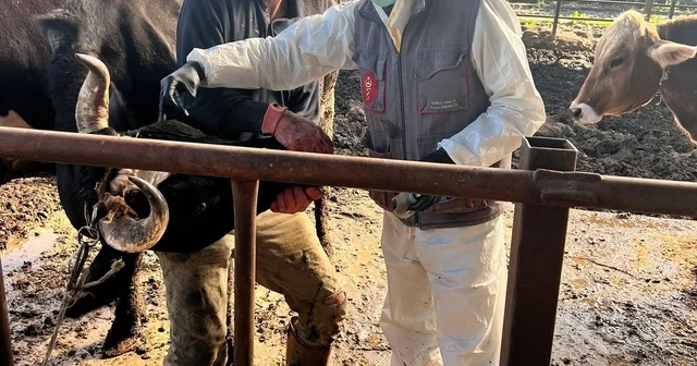 Efeler de 15 bin hayvan aşılandı Aydın Haberleri