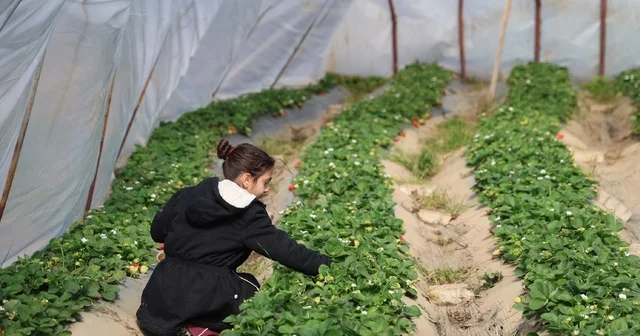Narenciyeden umduğunu bulamayan üretici çileğe yöneldi Adana Haberleri