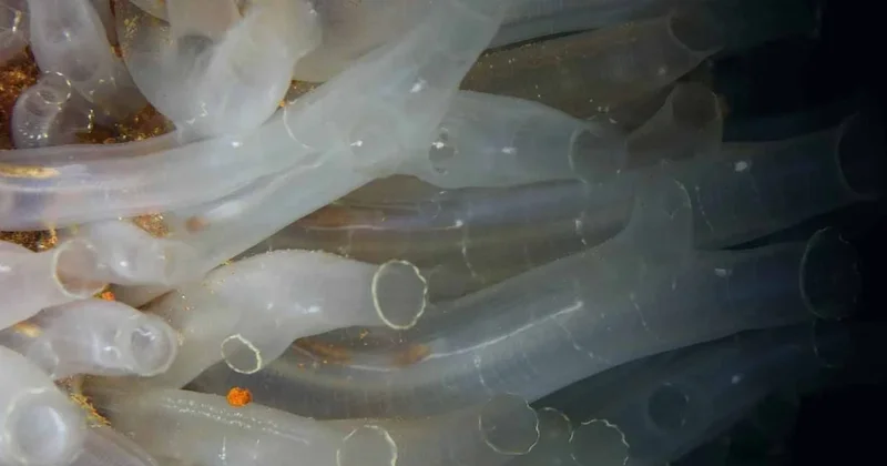 Anne ve kız çöp toplarken dünya dışı varlık buldu! İç organları dışarıda Sözcü Gazetesi