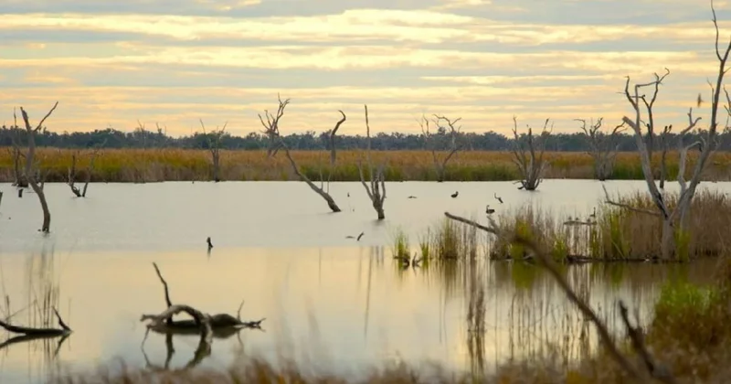 Beş asırlık sır çözüldü: 566 yaşındaki ağaç iklim tarihini yeniden yazıyor Sözcü Gazetesi