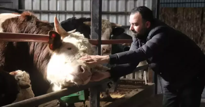 Kurbanlıkta erken rezervasyon dönemi: Çiftliklerde hareketlilik başladı