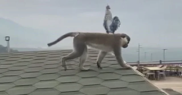 Firari maymun Denizli turuna çıktı Denizli Haberleri