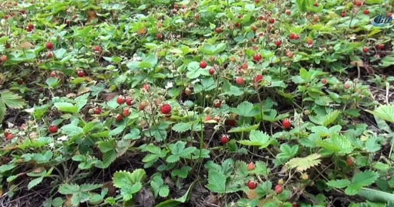 Dağlarda bedavadan yetişiyor: Kilosu 1300 TL Sözcü Gazetesi