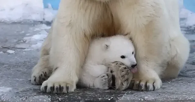 Sibirya’da sevimli misafir: Dünyaya gelen kutup ayısı yavrusu ilk kez görüntülendi VİDEO İZLE