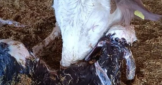 Kayseri de yeni doğan buzağı ile annenin kavuşması kamerada Kayseri Haberleri