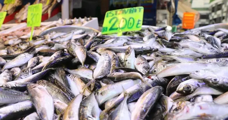 Rize de istavritin kilogramı 200 liradan satılıyor Aktüel Haberleri