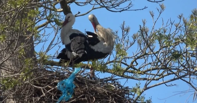 Leylek Ormanı şenlendi: Görenler hayran kaldı Samsun Haberleri