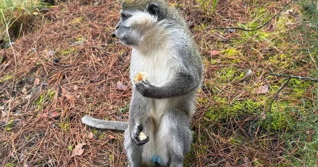 Denizli deki firari maymunların sırrı çözüldü Çivril de doğaya terk edilen maymunlardan birisi barınaktan firar etti Denizli Haberleri