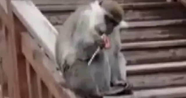 Denizli nin firari maymunu bu kez seyir tepesinde görüldü: Vatandaşlar şeker ve cipsle besledi VİDEO İZLE