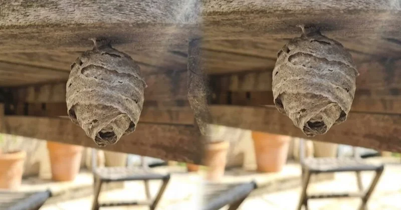 Bahçedeki bu top şeklindeki şeye dokunan yandı Sözcü Gazetesi