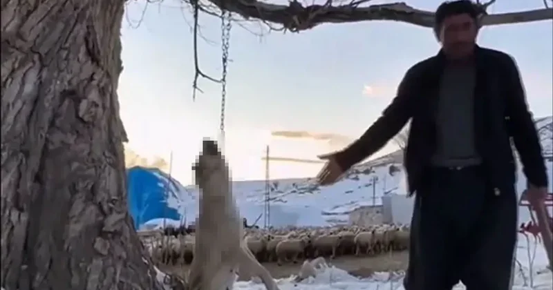 Kayseri de köpeğini böyle öldürmüştü: O görüntüler çok konuşuldu! Cani hakkında karar...