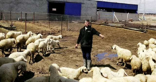 80 bin lira maaşla çalıştıracak çoban bulamıyorlar Kayseri Haberleri