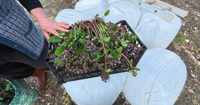 Sinop ta bahar aylarının lezzeti: Zılbıt pazarlarda ilgi görüyor Sinop Haberleri