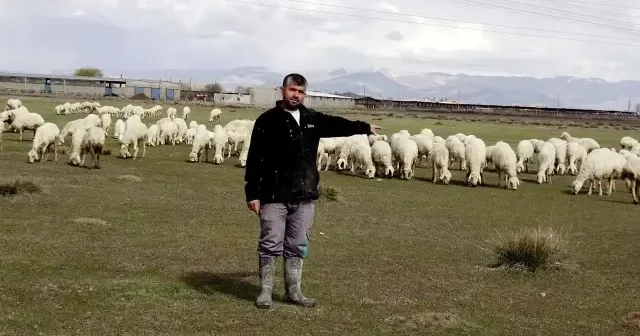 Besicilerin çoban krizi: 80 bin lira maaşla işçi bulamıyorlar VİDEO İZLE