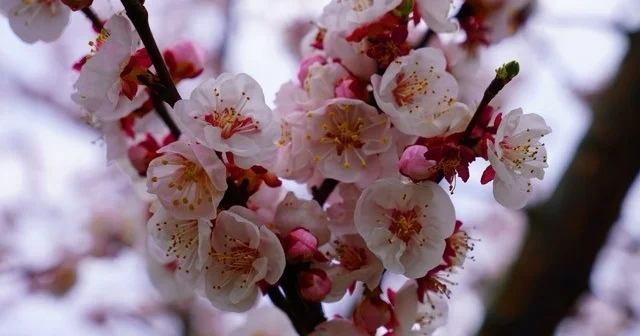 İznik çiçek bahçesine büründü Bursa Haberleri
