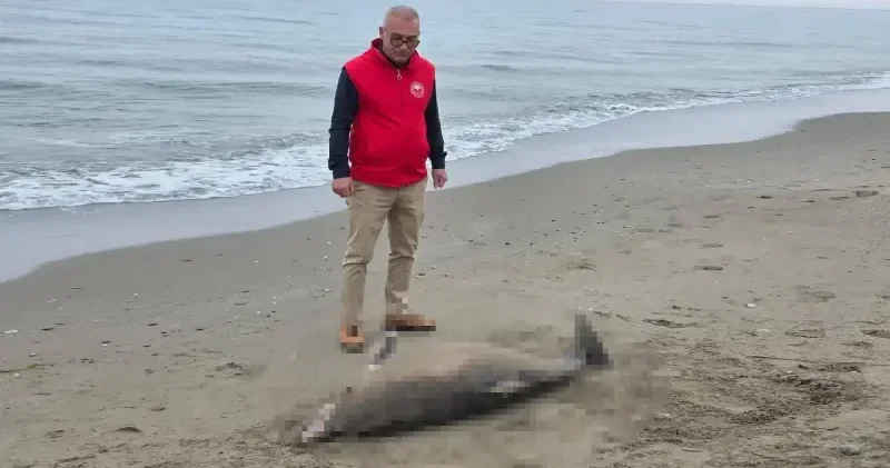 Karadeniz’de kıyıya vurdu: Sahilde yürüyüş yapan vatandaşlar fark etti Gündem Haberleri