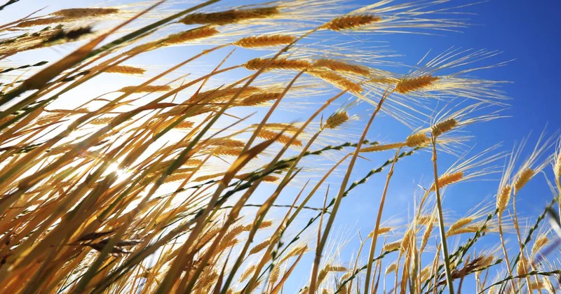 Son dönemdeki yağışlar tarımsal üretimde bereket müjdesi veriyor