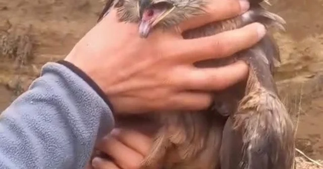 Yakalan yaralı şahin, ekiplere teslim edildi Elazığ Haberleri