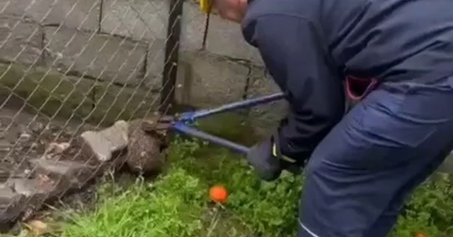 Tel örgüye sıkışıp, mahsur kalan kirpi kurtarıldı Hatay Haberleri